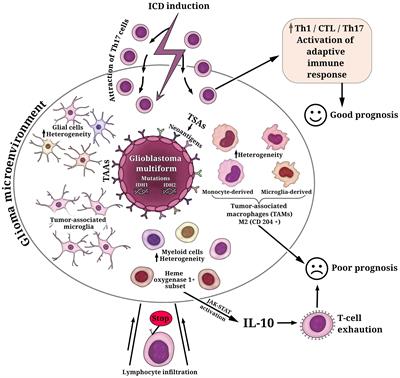 Glioma: bridging the tumor microenvironment, patient immune profiles and novel personalized immunotherapy